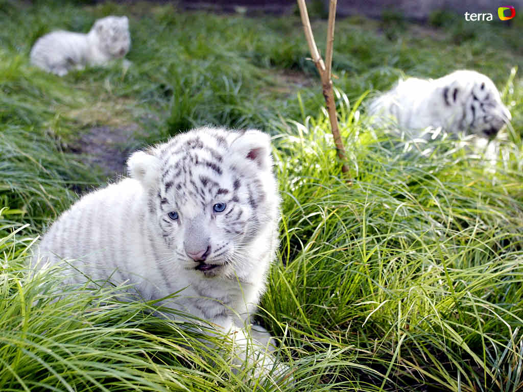 des bbs tigres blanc