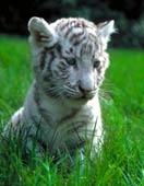 Tigre Blanc tigre blanc