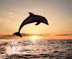 Coloriage De Dauphin Qui Saute